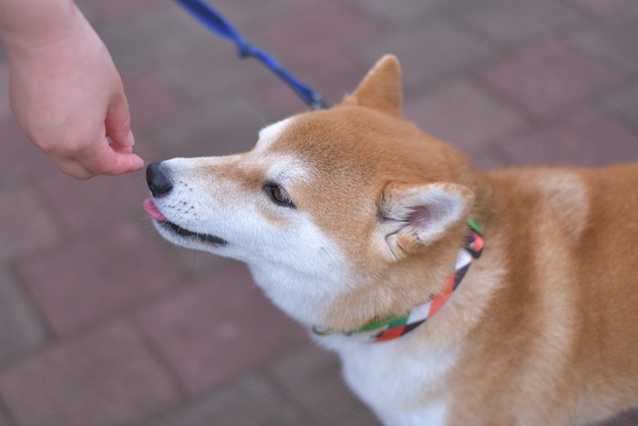 手に近づく柴犬