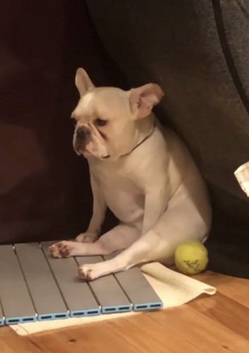 足を投げ出して座る犬