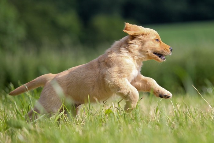 草原を走る犬