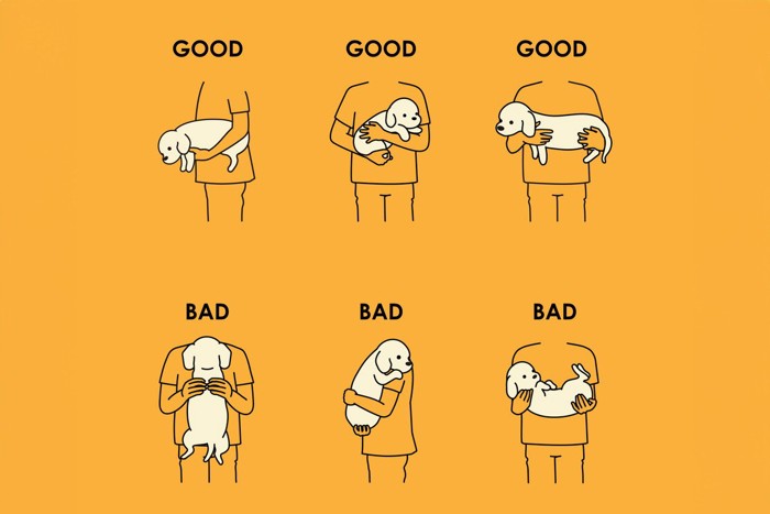 犬の抱き方ＧＯＯＤとＢＡＤ、オレンジの背景