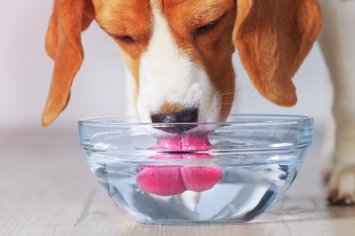 フードと水と犬