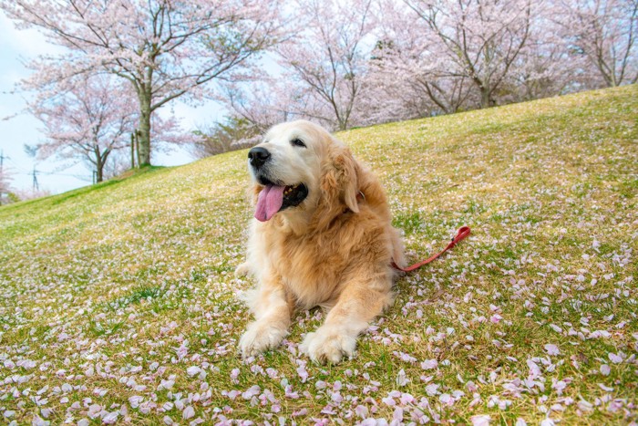 桜と芝生に伏せるゴールデン