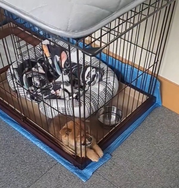 ベッドを使わないくまごろう君