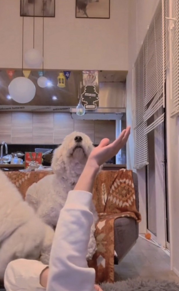 天井を見つめる犬2