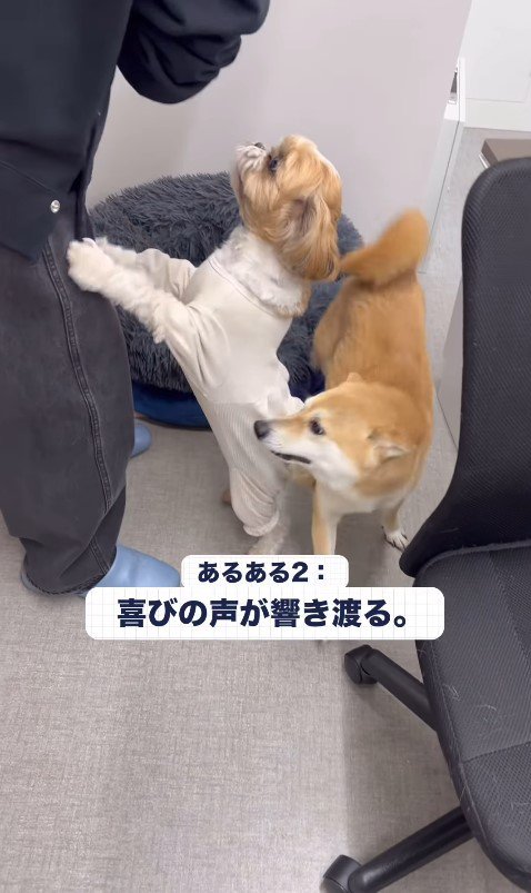 社員さんを歓迎するフクちゃん＆マロちゃん5