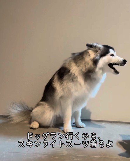 ドッグランへ行く日
