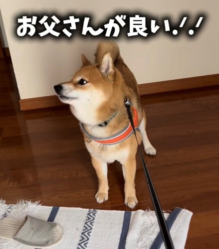 右を向く柴犬3