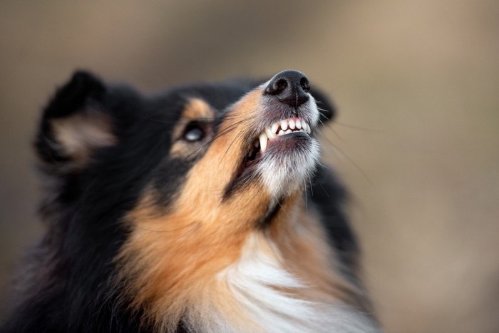 歯を剥き出しにする犬