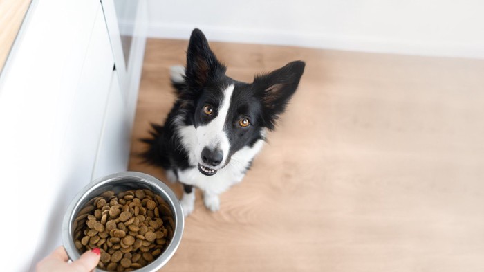 ご飯を見上げる犬