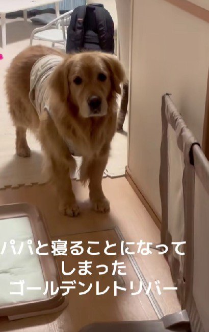 パパと寝ることになった