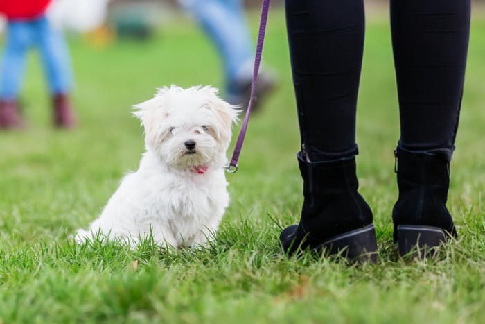 飼い主の足元に座るマルチーズの子犬
