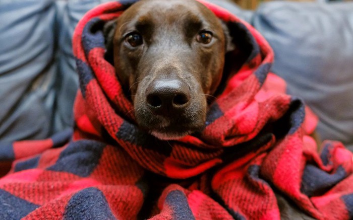 毛布にくるまる犬