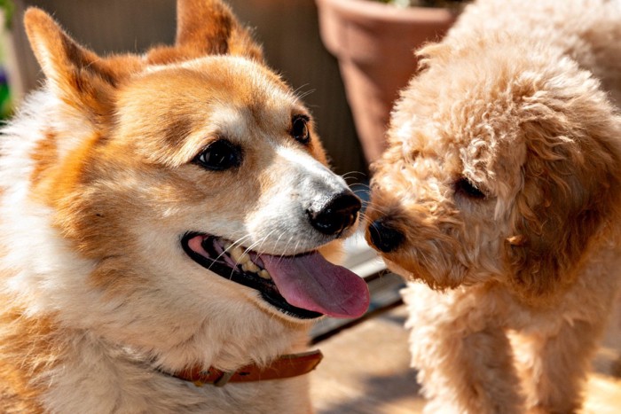 犬同士のコミュニケーション