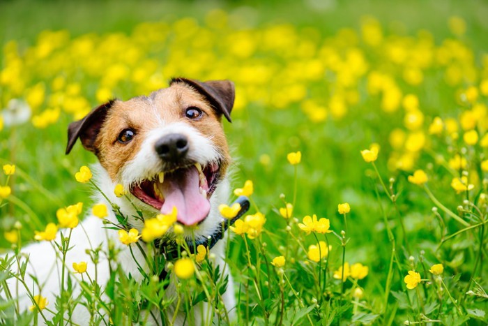 花に囲まれている犬