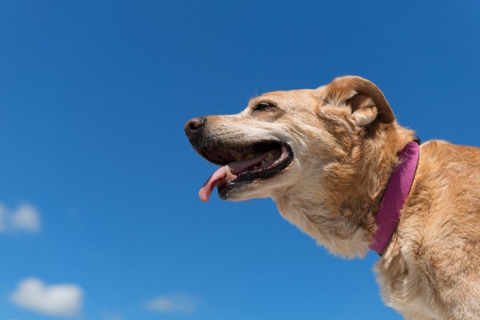 青空をバックにした老犬の横顔