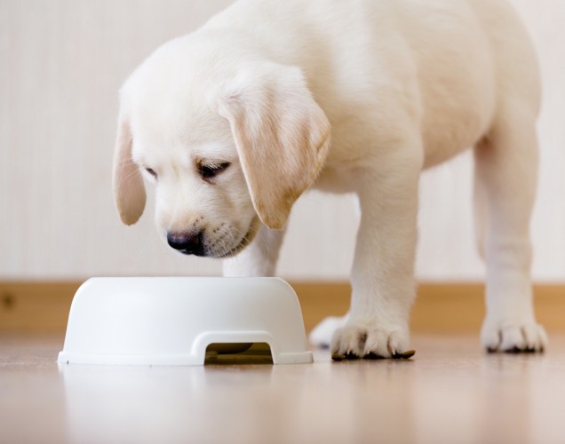 ご飯を見つめる犬