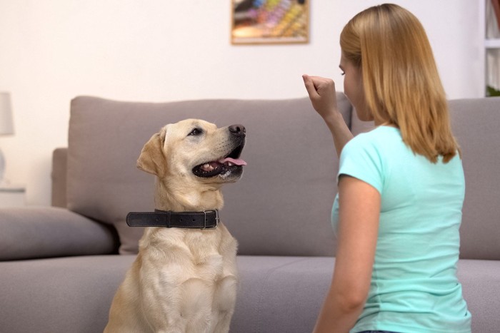 女性とおすわりする大型犬