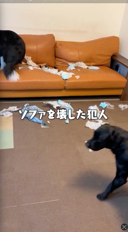 床に散乱するソファーの中綿