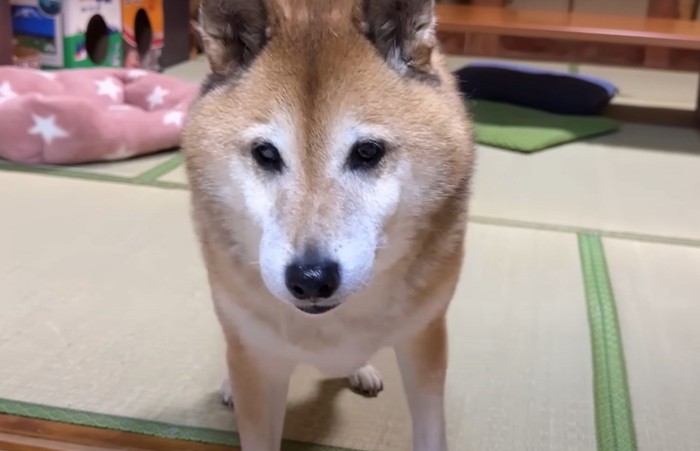 犬のアップ