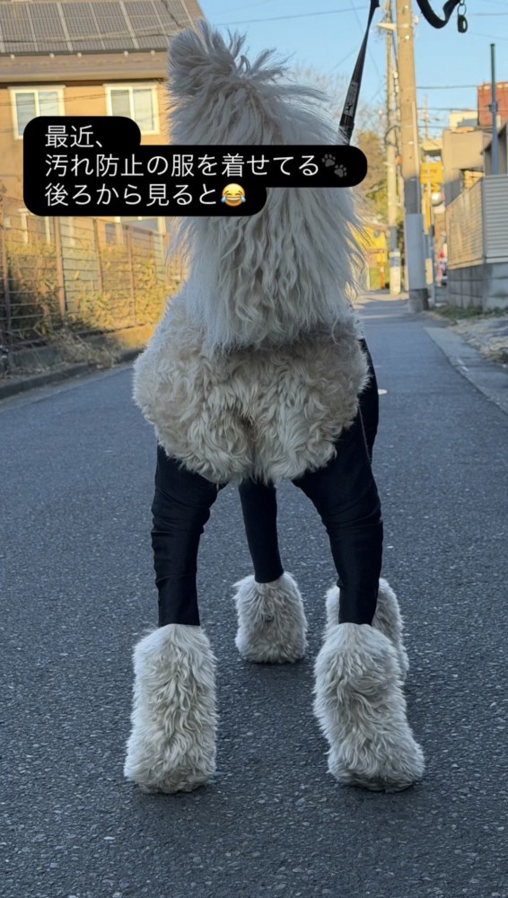 夕暮れの道に立つ犬