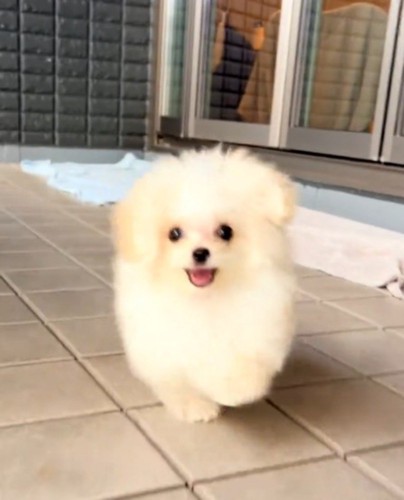 カメラに向かって笑顔で駆け寄る子犬
