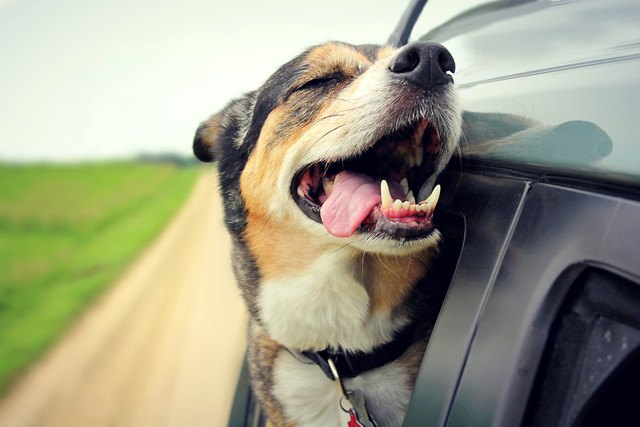 車から顔を出している犬