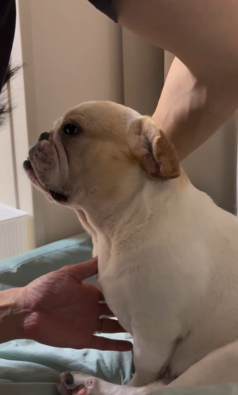 みやびちゃんの怒った顔