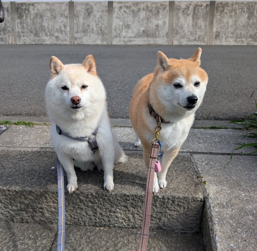 キリッ