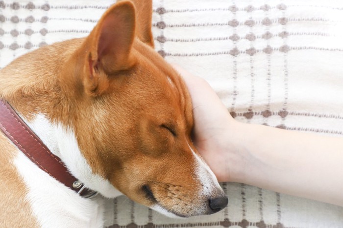 横になる犬の頭を撫でる手