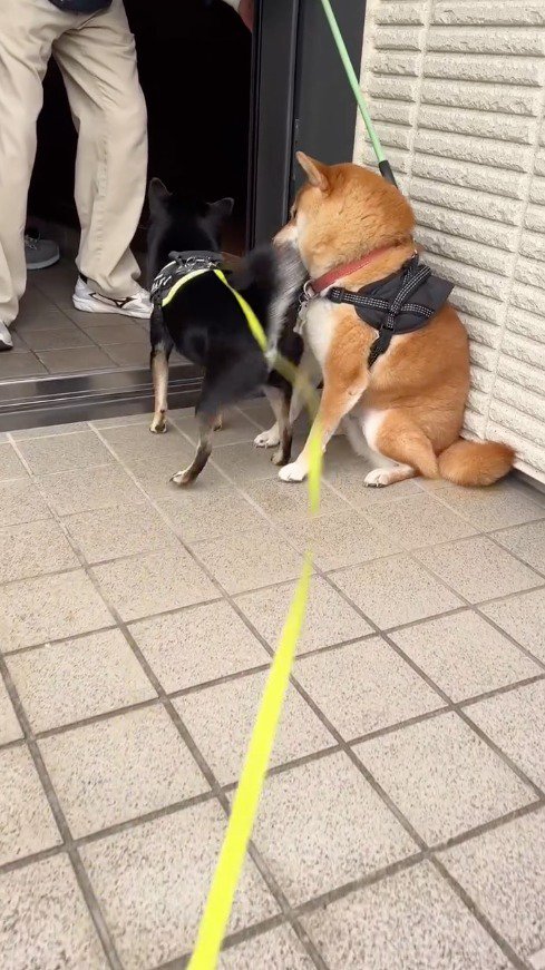 黒い犬のしっぽが顔に当たって避けようとする茶色い犬
