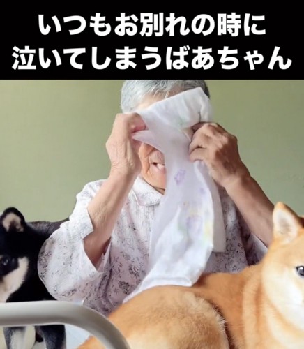 タオルで目元をおさえる人と2匹の犬