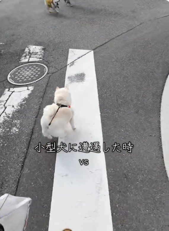 小型犬を見つけたベラちゃん