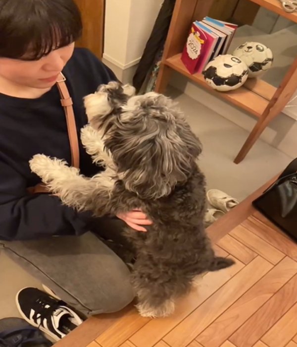 見つめる犬3