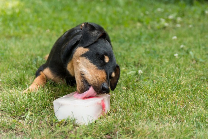 氷を舐める犬