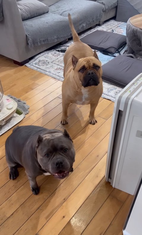 飼い主を見つめる二匹の中型犬