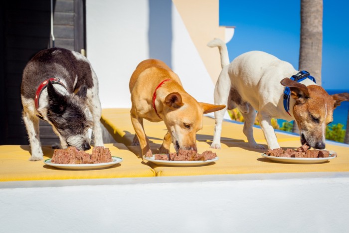 仲良くご飯を食べる犬たち