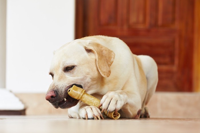 骨をかじる犬