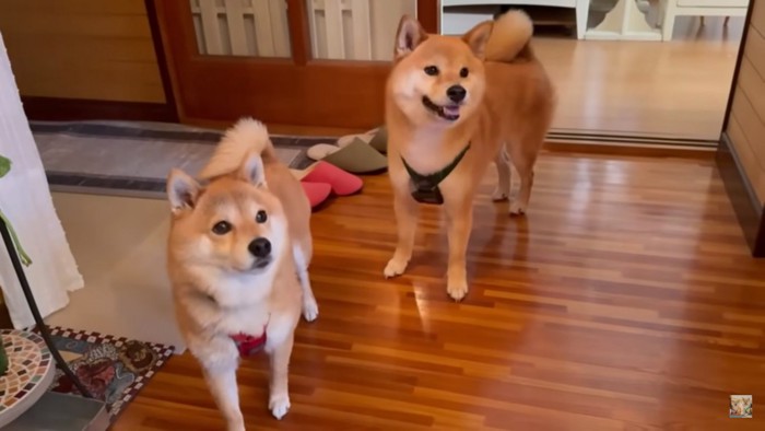ママを見る2匹