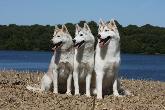 3頭のシベリアンハスキー