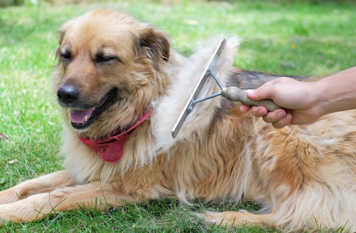 フセをしてブラッシングされる犬