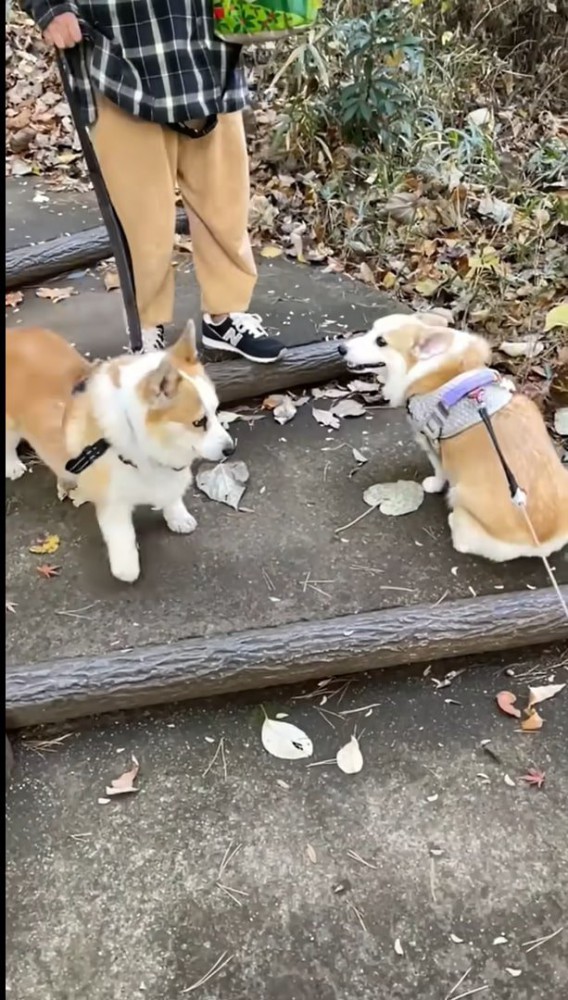 2頭の犬と女性のアップ