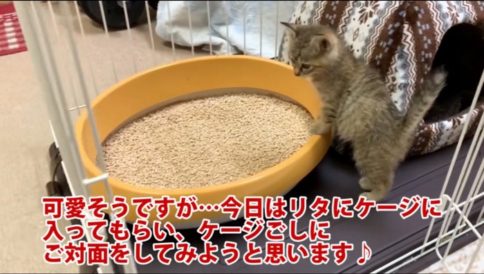 トイレに入る子猫