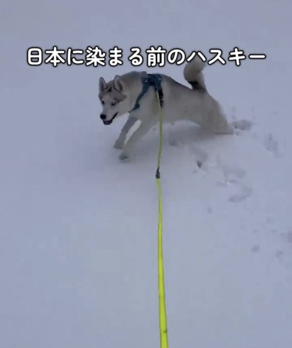 雪原を駆け回る犬