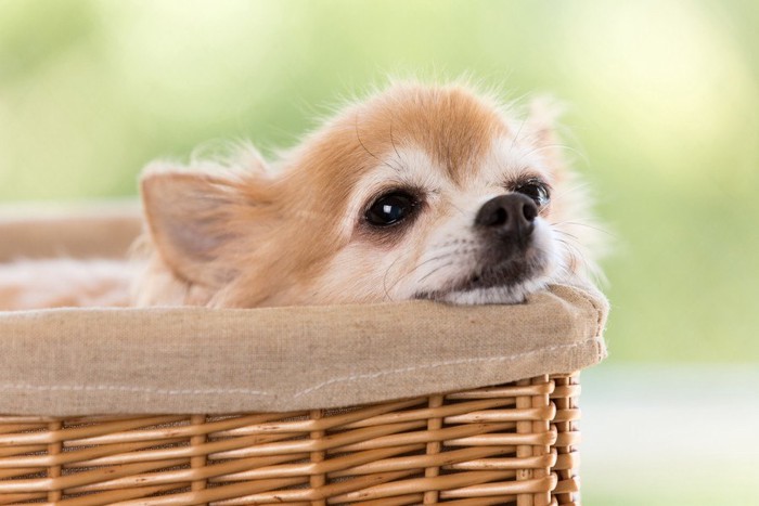 元気がない犬