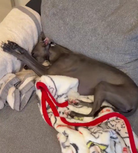 傍らで寝るTinaちゃん