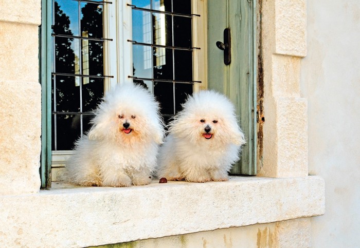 窓辺に2頭並んで座るボロニーズ