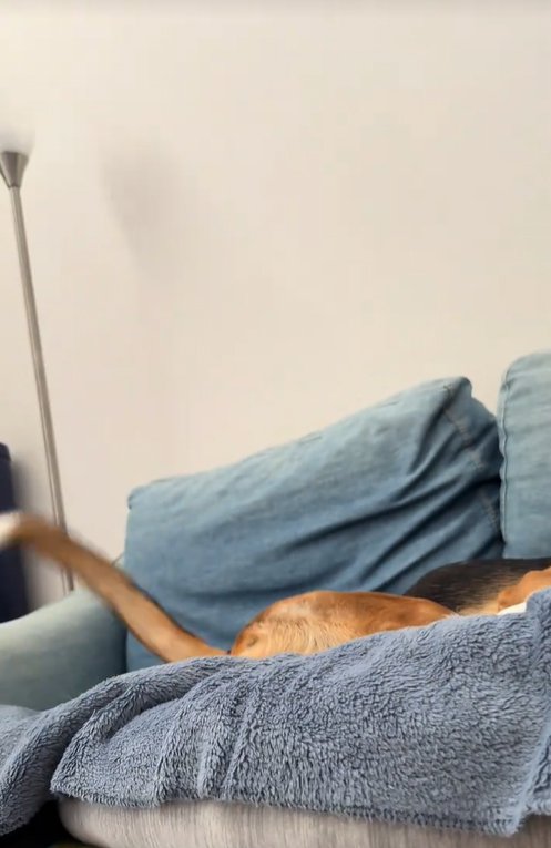 勢いよく振られている中型犬の尻尾