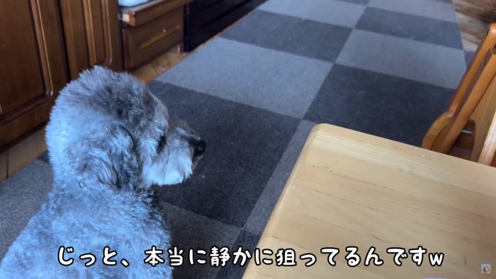 同居犬のビビちゃんも…