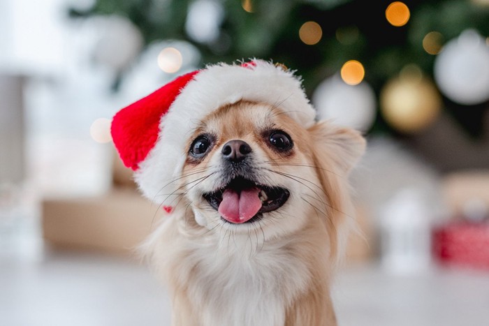 赤白の帽子をかぶった笑顔の犬の顔のアップ