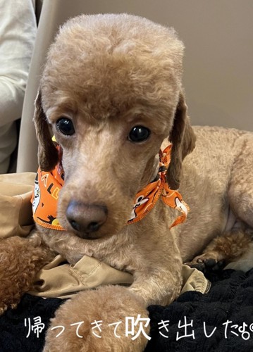 カメラを見る犬